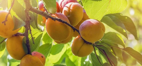 2015 Terroir Fruits et Legumes Abricot c Valais Wallis Promotion   Christian Pfammatter 18 